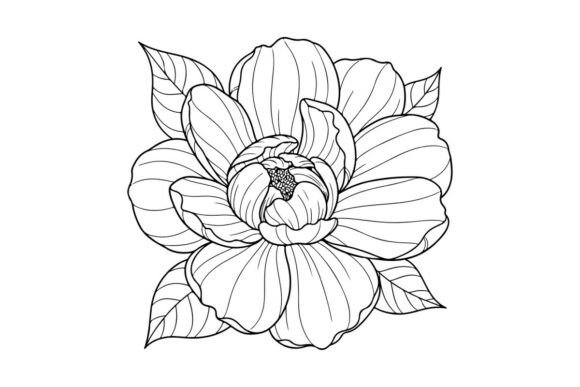 Magnolia Flower Line Art: Graphics & Coloring Pages Amp
