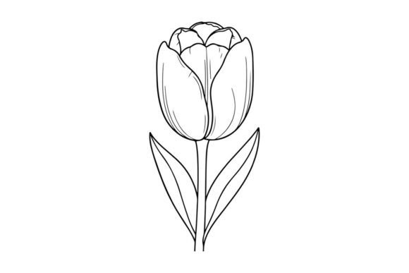 Tulip Flower Outline: Graphics & Coloring Pages Amp